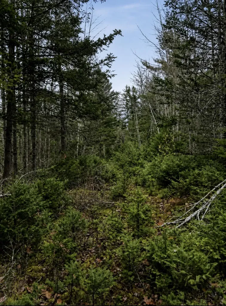 00 Kinstone Lane Trenton ME 04605