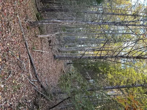 M15 L23 Varnumville Road Brooksville ME 04617