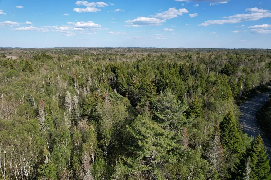 Lot 009 Off Of Reynolds Brook Road Whiting ME 04691
