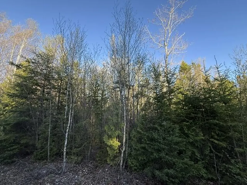Lot 009 Off Of Reynolds Brook Road Whiting ME 04691