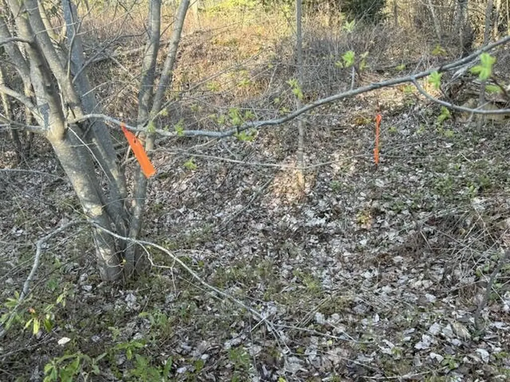 Lot 009 Off Of Reynolds Brook Road Whiting ME 04691