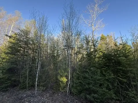 Lot 009 Off Of Reynolds Brook Road Whiting ME 04691