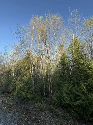Lot 009 Off Of Reynolds Brook Road Whiting ME 04691
