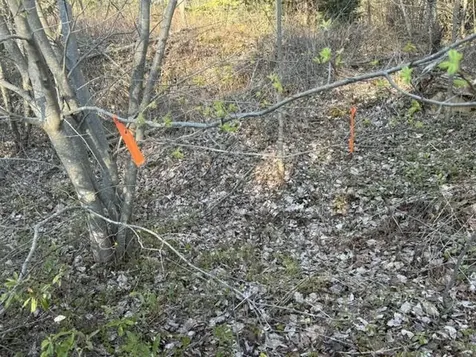 Lot 009 Off Of Reynolds Brook Road Whiting ME 04691