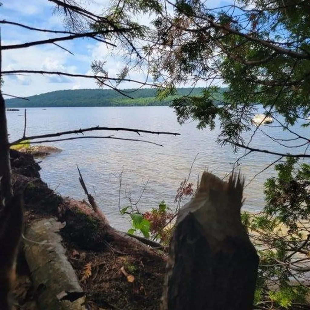 15, 15.1 Wadleigh Pond Road T4 Indian Purchase Twp ME 04462