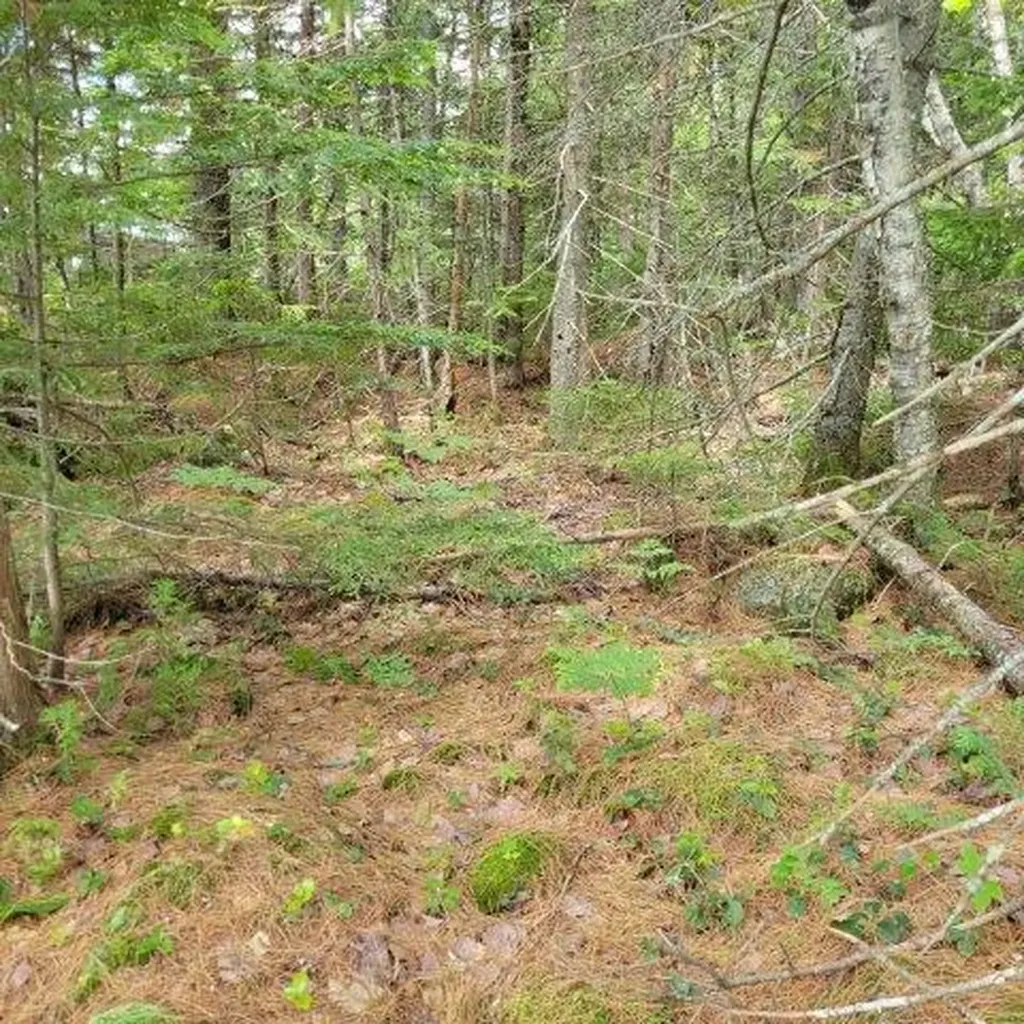 15, 15.1 Wadleigh Pond Road T4 Indian Purchase Twp ME 04462