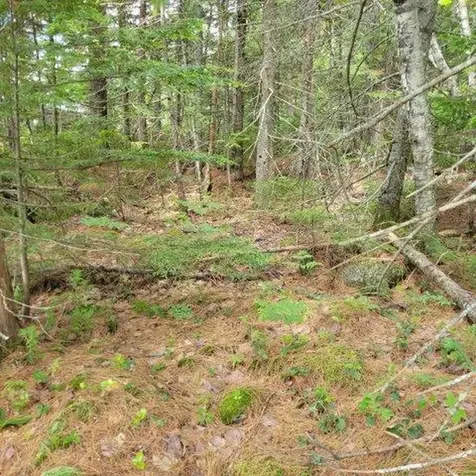 15, 15.1 Wadleigh Pond Road T4 Indian Purchase Twp ME 04462