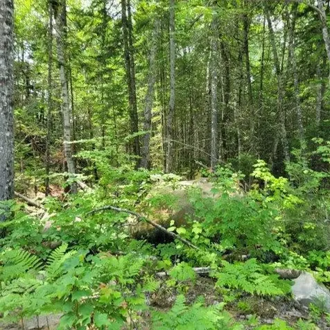 15, 15.1 Wadleigh Pond Road T4 Indian Purchase Twp ME 04462