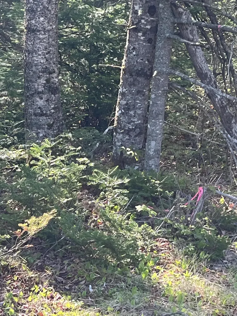 Lot 14 West Bay Road Gouldsboro ME 04607