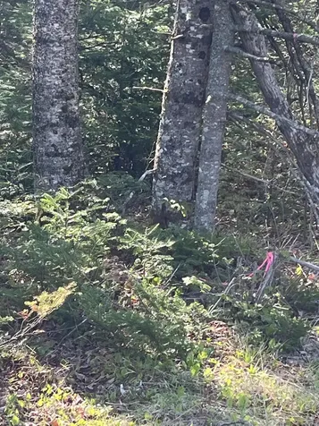Lot 14 West Bay Road Gouldsboro ME 04607