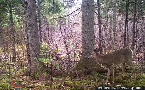 345 Mcintyre Road Woodland ME 04736