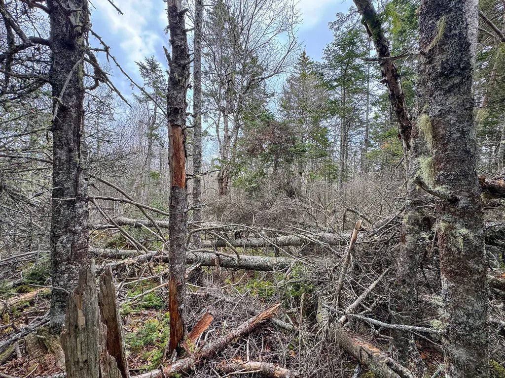 Lot 46 Yoho Head Road Machiasport ME 04655