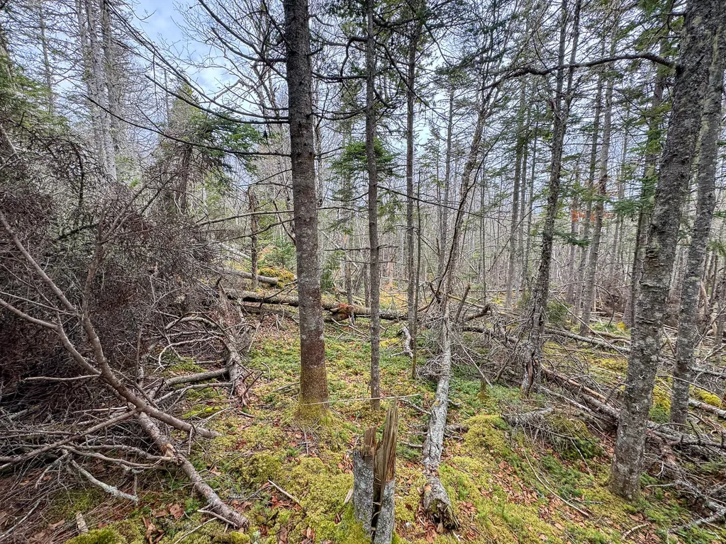 Lot 46 Yoho Head Road Machiasport ME 04655
