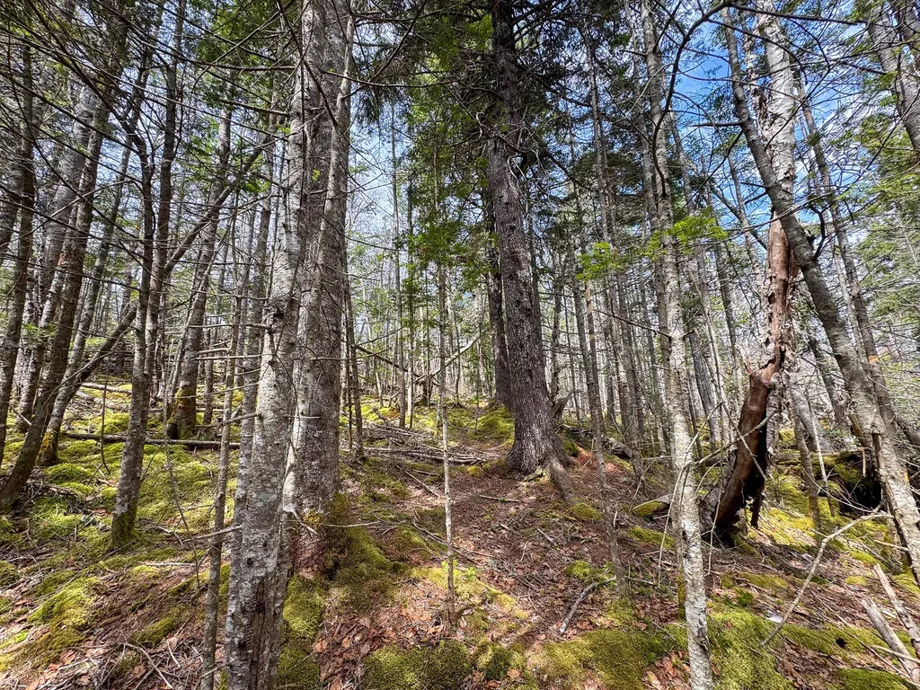 Lot 46 Yoho Head Road Machiasport ME 04655
