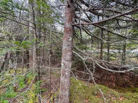 Lot 46 Yoho Head Road Machiasport ME 04655