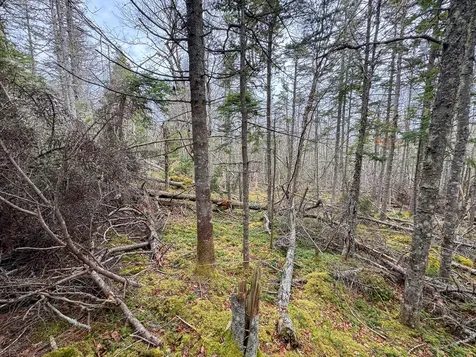 Lot 46 Yoho Head Road Machiasport ME 04655