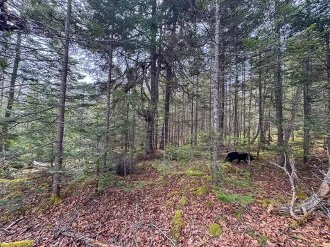 Lot 46 Yoho Head Road Machiasport ME 04655
