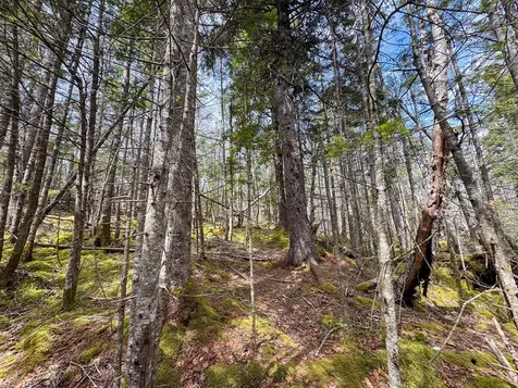 Lot 46 Yoho Head Road Machiasport ME 04655