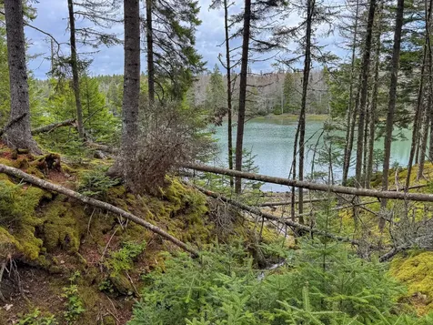 Lot 46 Yoho Head Road Machiasport ME 04655