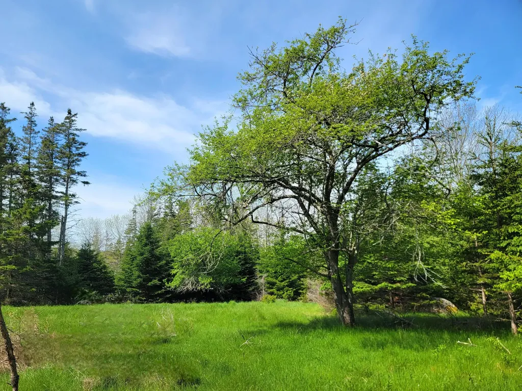 Lot # 72 Oceanville Road Stonington ME 04681