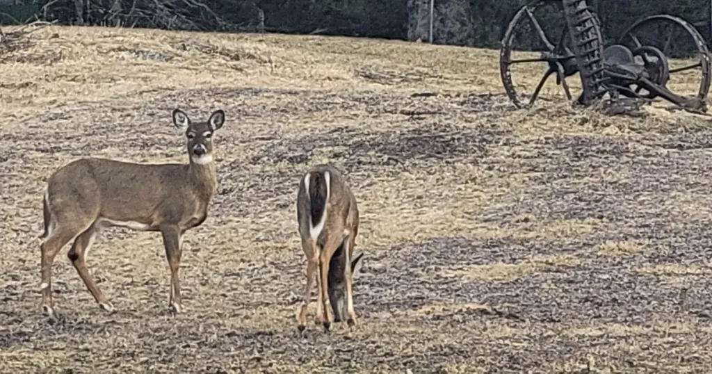 39 Applebee Hill Road Guilford ME 04443