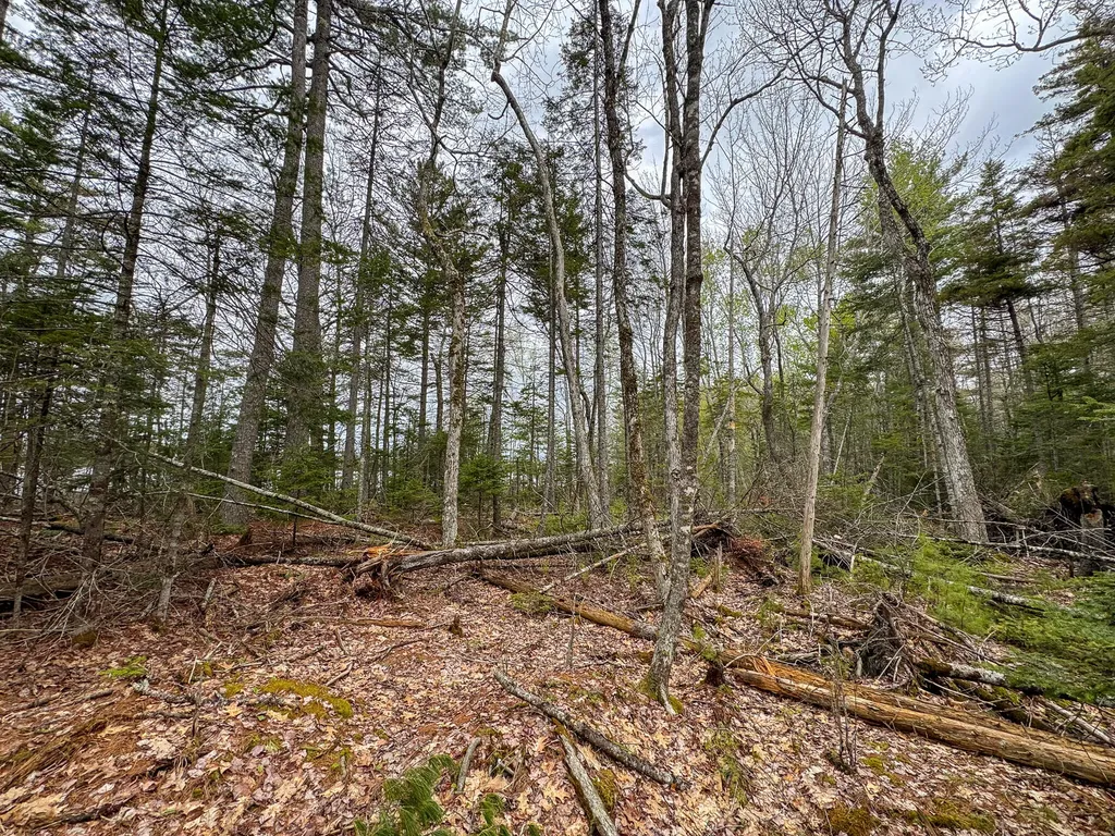 HA4PL3L17 Off Lily Way Fletchers Landing Twp ME 01072