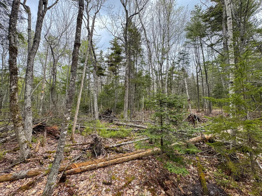 HA4PL3L17 Off Lily Way Fletchers Landing Twp ME 01072