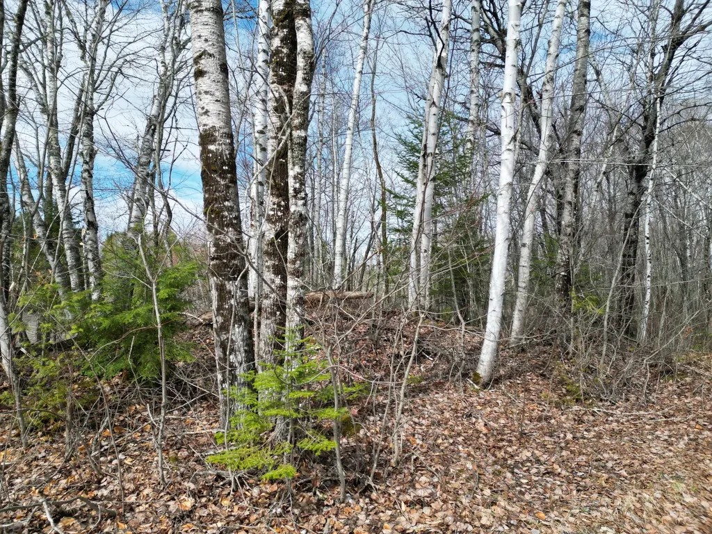Lot 46i-2 Merriman Road Island Falls ME 04747
