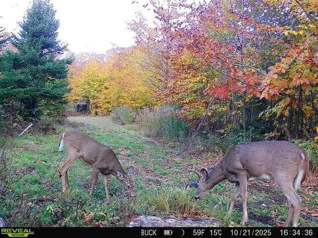 MAP7LOT9 Wm Livermore Road Fayette ME 04349