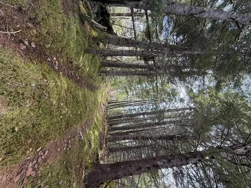 Lot 6 Holmes Bay Farms Road Whiting ME 04691