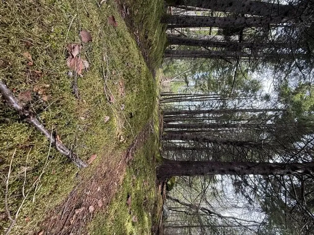 Lot 6 Holmes Bay Farms Road Whiting ME 04691