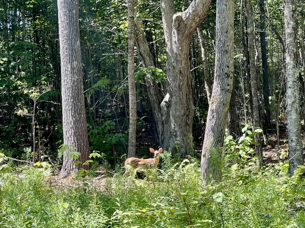 Lot 7 & 16 Blue Bird Lane Warren ME 04864