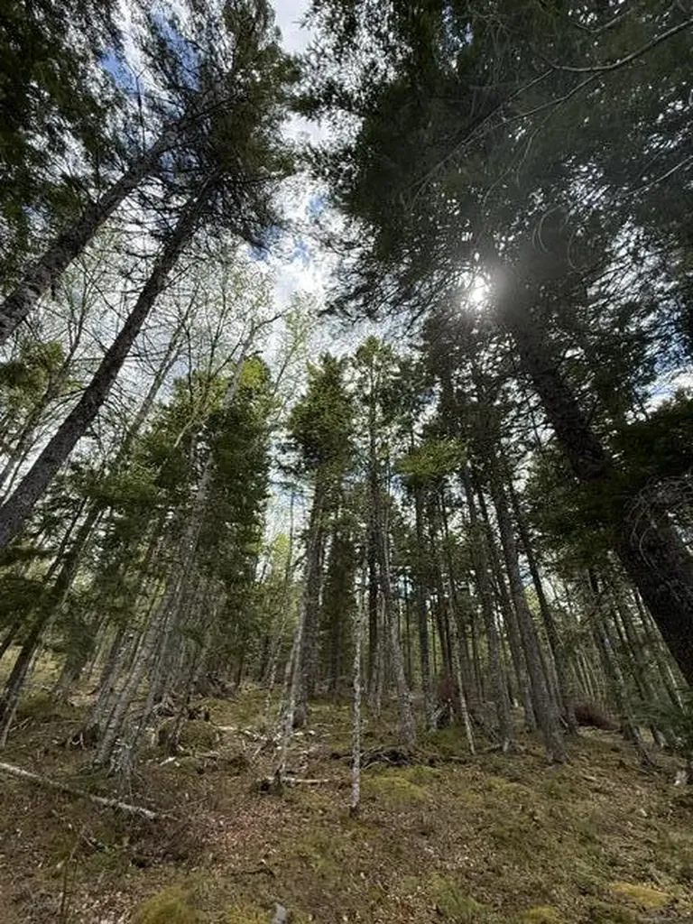 LOT12PART Old Indian Trail Road East Machias ME 04630