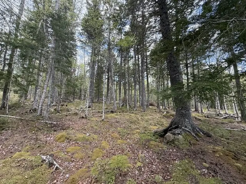 LOT12PART Old Indian Trail Road East Machias ME 04630