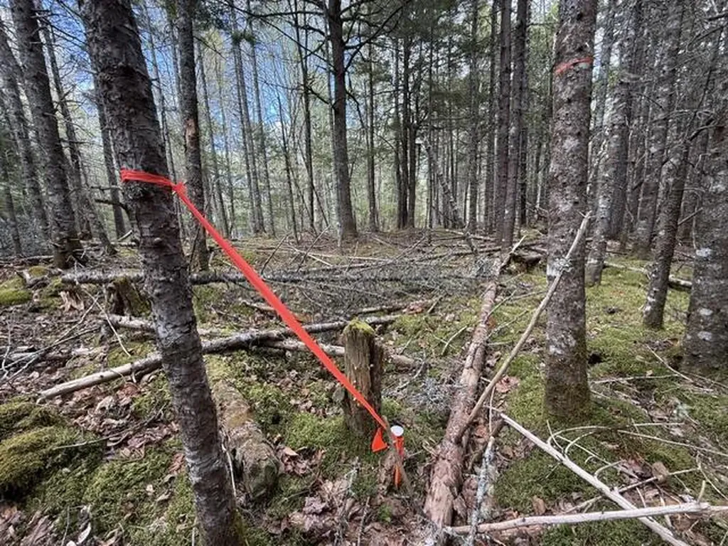 LOT12PART Old Indian Trail Road East Machias ME 04630