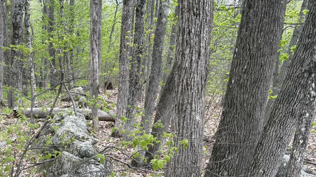 Lot #042 Tower Road Vienna ME 04360