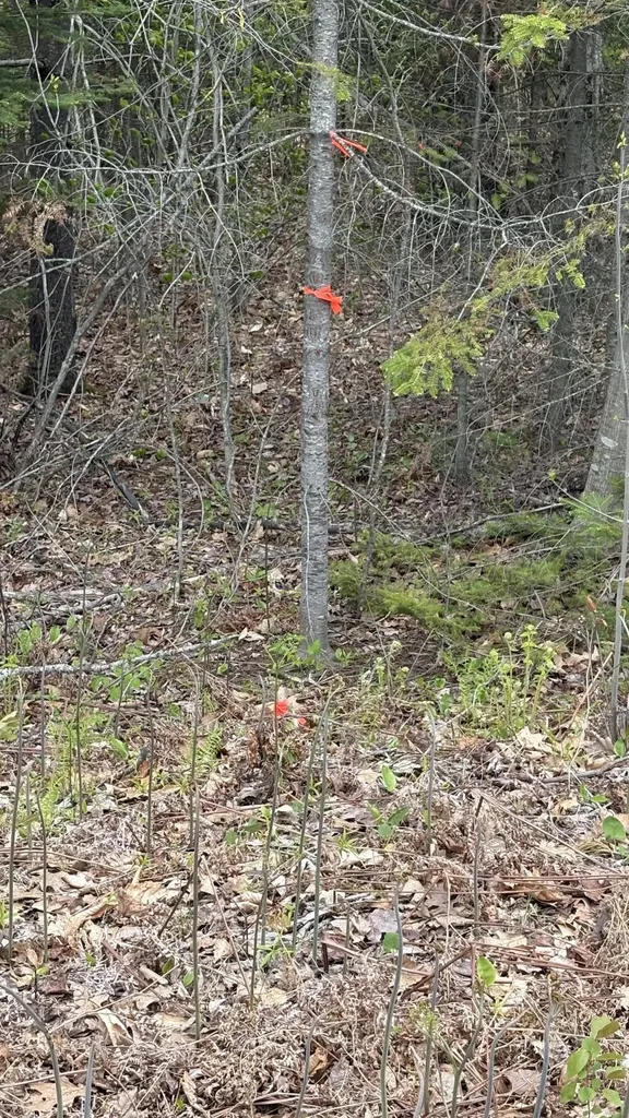 Lot #042 Tower Road Vienna ME 04360