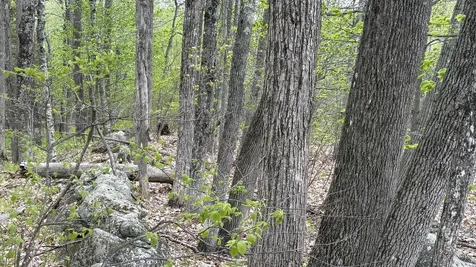Lot #042 Tower Road Vienna ME 04360