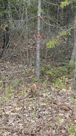 Lot #042 Tower Road Vienna ME 04360