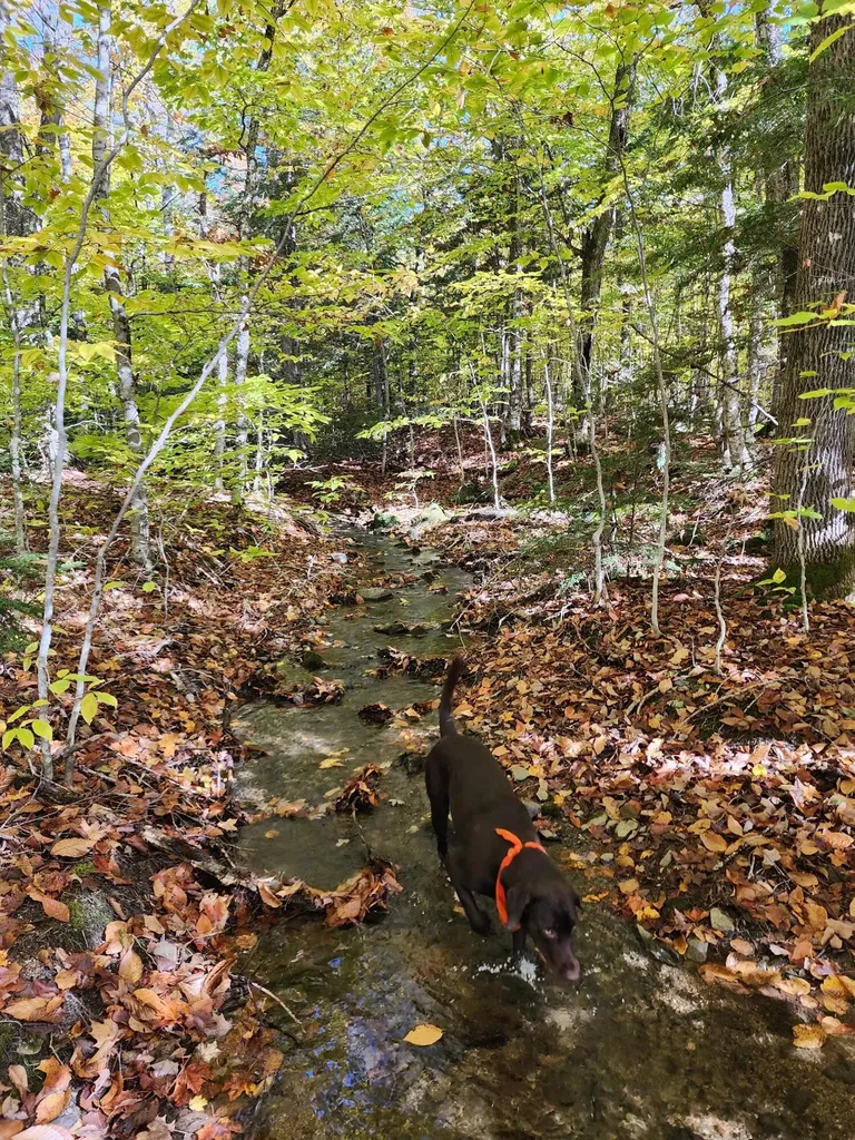 Off Willigar Road Island Falls ME 04747