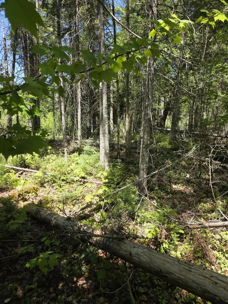 P 8 L 4 Prescott Pond Road Moxie Gore ME 04985