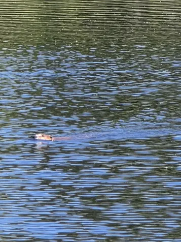 P 8 L 4 Prescott Pond Road Moxie Gore ME 04985