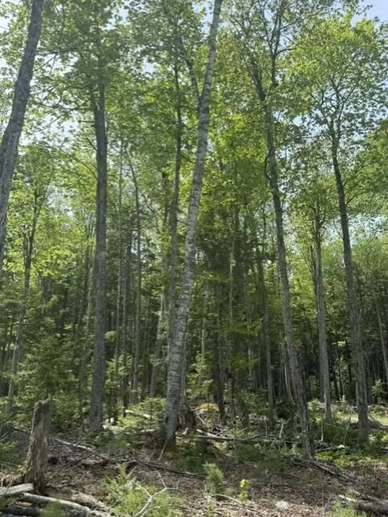 Lot #17 Sunset Cove Way Orland ME 04472