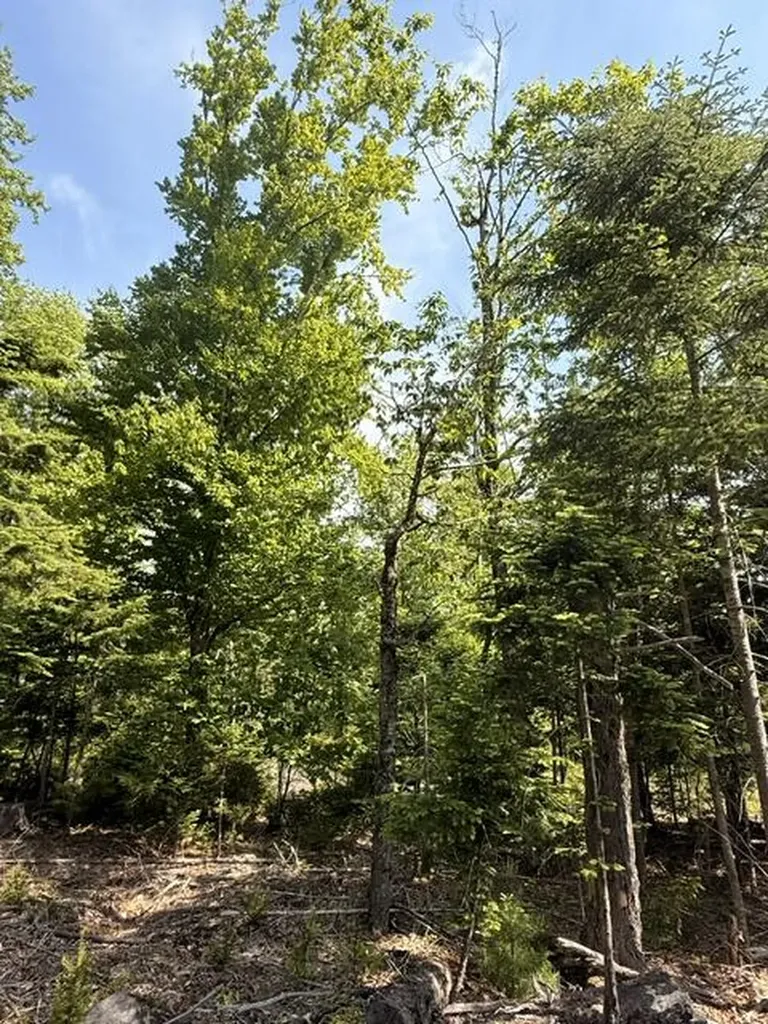 Lot #16 Sunset Cove Way Orland ME 04472