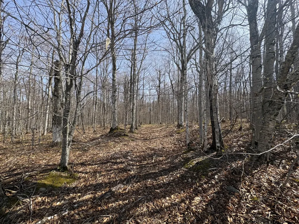 Lot 12 Off Conant (end Of Johnson Road) Road Fort Fairfield ME 04742