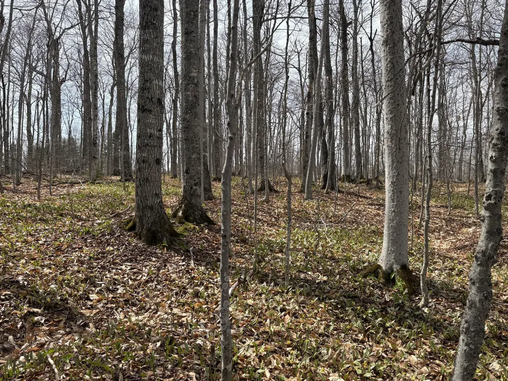 Lot 12 Off Conant (end Of Johnson Road) Road Fort Fairfield ME 04742
