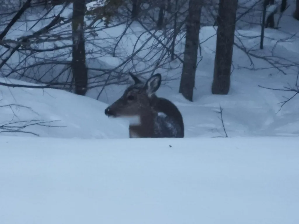 159 Pikes Hill Road Norway ME 04268