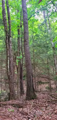 L14-001 Hummingbird Hill Road Greene ME 04236