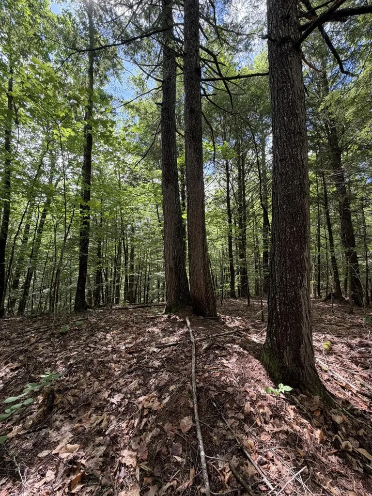 Lot 44 Rolfe Road Harrison ME 04040