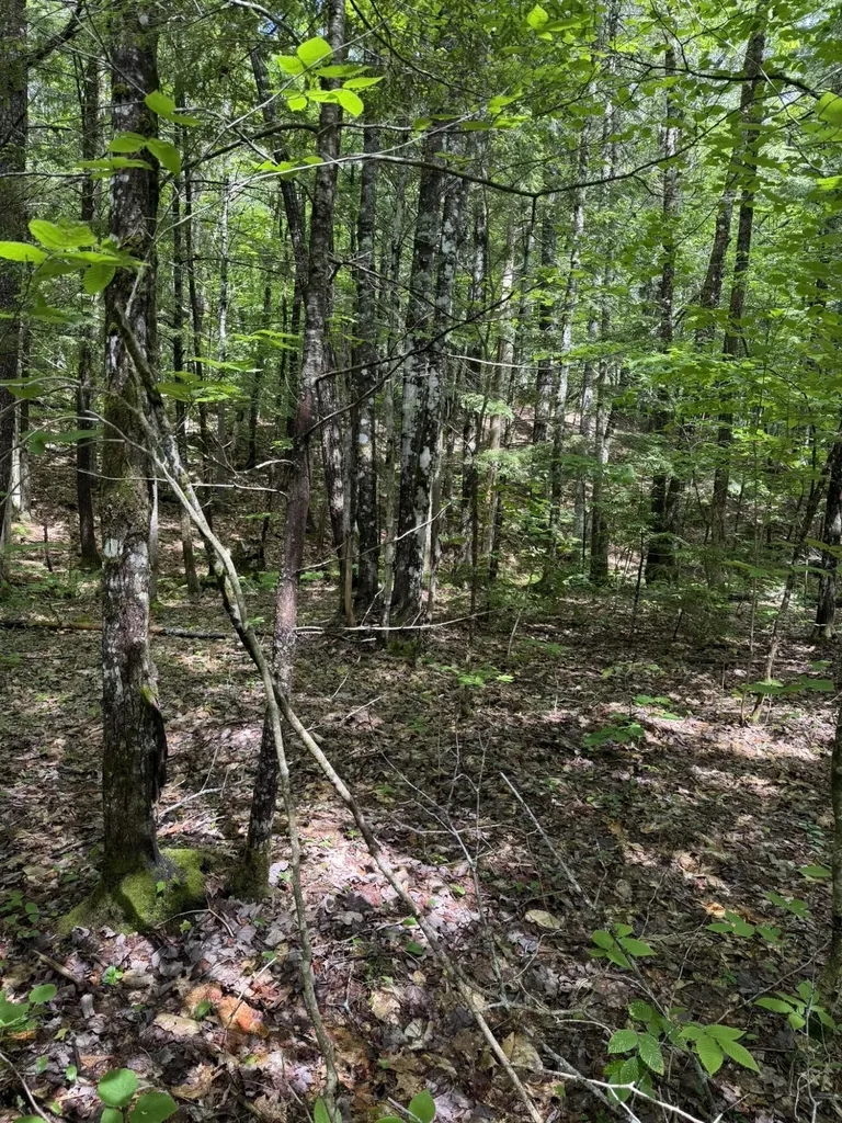 Lot 44 Rolfe Road Harrison ME 04040
